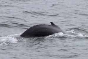 humpback whale goes for a dive