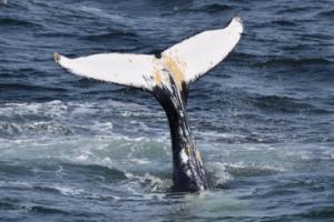 humpback whale throws his fluke in the air