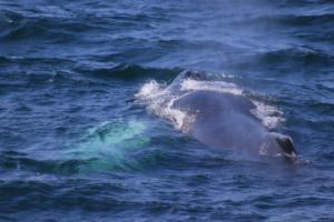 humpback whale surfaces