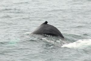 humpback whale dorsal fin above the surface of the water