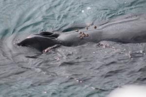 humpback whale has barnacles right behind its blowhole