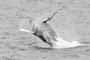 humpback whale breaches mid air