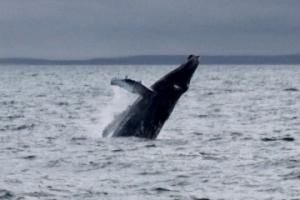 humpback whale breaches out of the water
