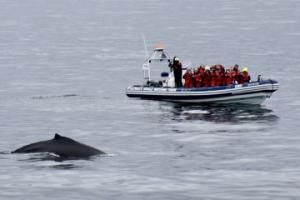 rib boat watching a humpback whale