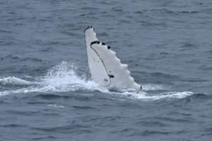humpback whale clapping its pectoral fins in the air