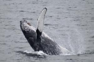 breaching humpback whale raises pectoral fin in the air