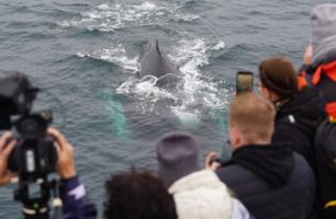 passengers watch a humpback whale surface very close to the boat