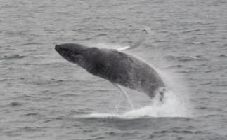 humpback whale breaches out of the water