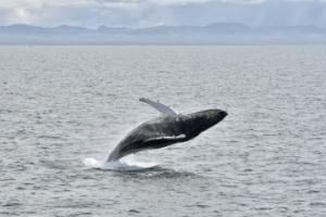 humpback whale jumps into the sky