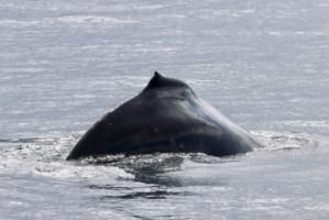 humpback whale with very prominent hump