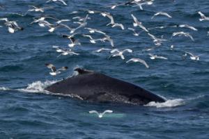 humpback whale surrounded by a flock of birds