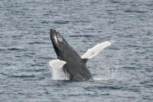 humpback whale mid breach