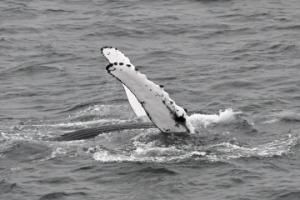 humpback whale pectoral fins