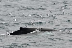 humpback whale dorsal fin surrounded by birds feeding