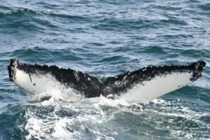humpback whale fluke