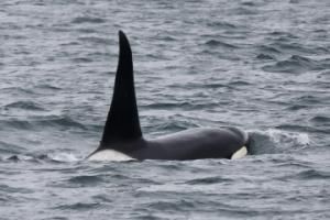 killer whale, or orca male, surfacing the water
