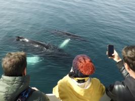 passengers on a whale watching cruise watching mother and calf humpback whales