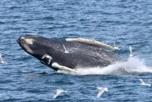 breaching humpback whale against very blue waters