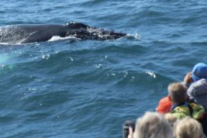 humpback whale surfaces very close to boat
