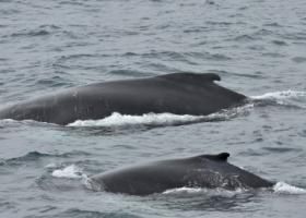 mother and calf pair humpback whales