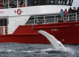 humpback whale waves pectoral fin in the air right next to Eldey boat and passengers