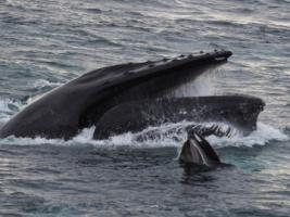 mother and calf pair humpback whales feeding with open mouths at the surface