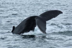 humpback whale throws its peduncle and fluke in the air