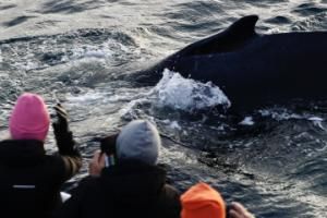 humpback whale surfaces extremely close to passenger boat