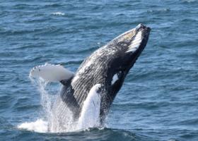 breaching humpback whale