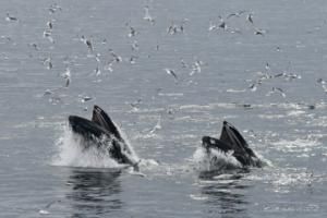 two humpback whales lunge feeding together