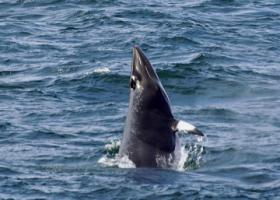 breaching minke whale