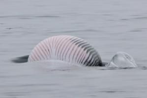 minke whale shows its large belly upside down out of the water