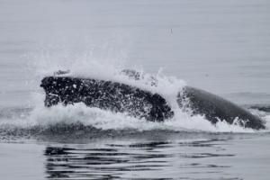 humpback whales lunge feeding