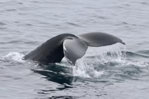 humpback whale fluke