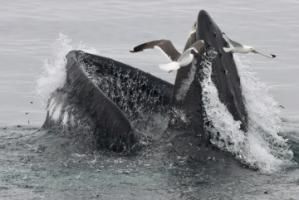 humpback whale lunge feeding with fish in its mouth and seagulls flying over it