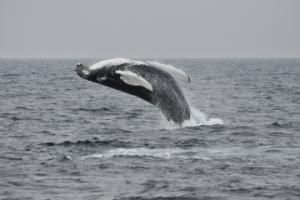 breaching humpback whale