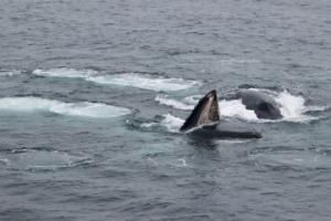humpback whales bubble-net feeding together