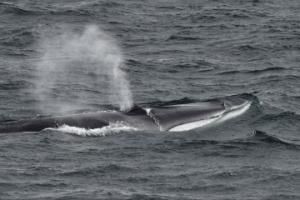 fin whale surfacing and blowing steam in rough seas