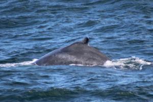 humpback whale dorsal fin