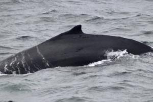 humpback whale dorsal fin