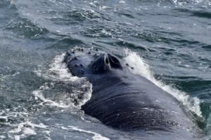 humpback whale seen from behind, you can clearly see the nostrils and the bumps on its mouth