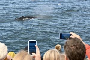 passengers looking at a humpback whale