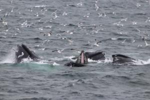 multiple humpback whales lunge feeding under birds