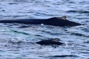 humpback whales