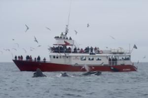 Humpback whales lunge feed next to Elding whale watching boat.