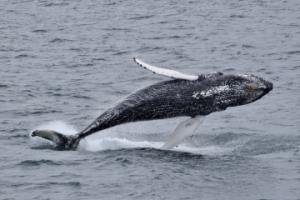 breaching humpback whale