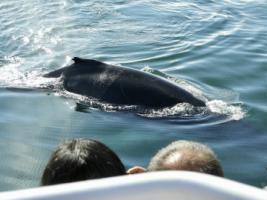 humpback whale surfaces in front of passengers on a whale watching boat