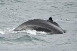 humpback whale dorsal fin
