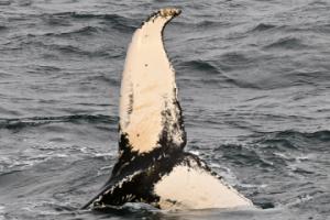 humpback whale fluke