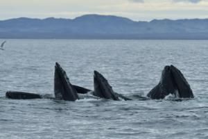 three humpback whales lunge feed together
